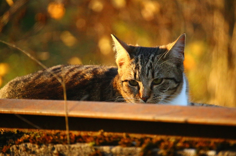 Evening light kitten fall color