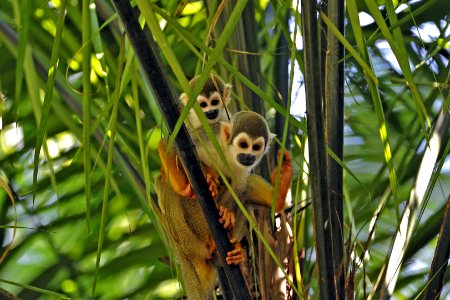 Squirrel Monkeys photo