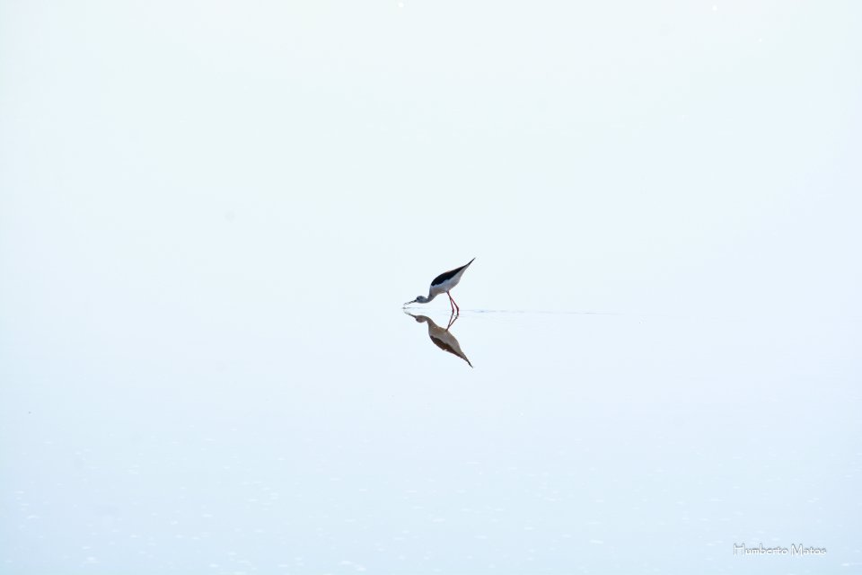 Pernilongo Himantopus himantopus