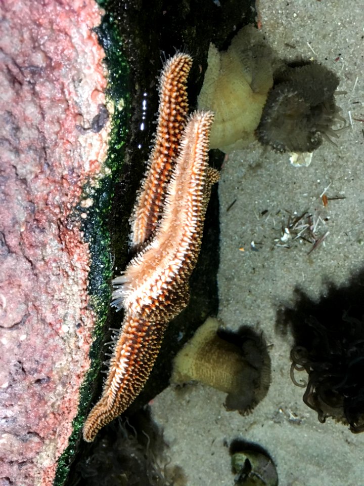 Starfish