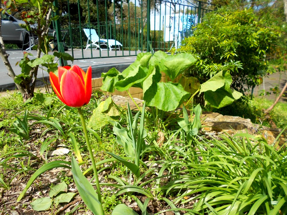 Tulip by the patio
