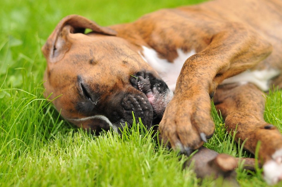 Doggy friendship spacer