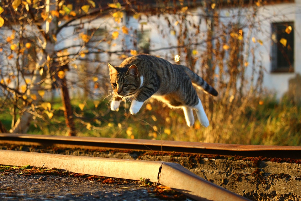 Evening light kitten fall color