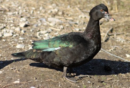 "Wild" Muscovy duck, female. (Cairina moschata)
