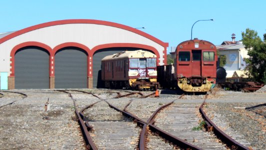 Red-hens at Mt Barker - Steamranger photo