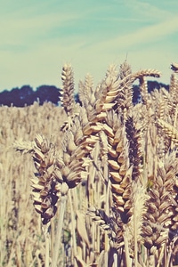 Cereals wheat agriculture photo