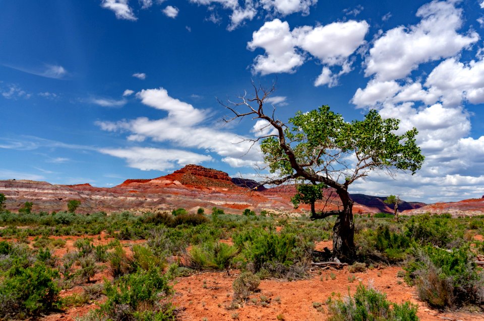Zion National Park