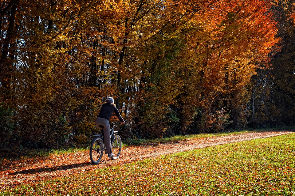 Forest nature forest path