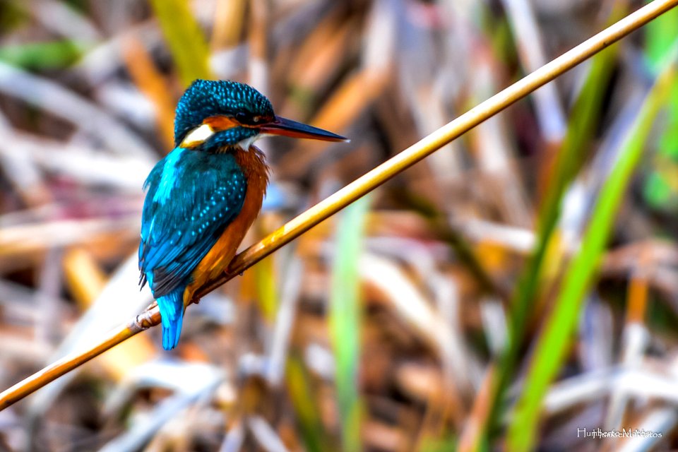 Guarda-rios (Alcedo atthis)
