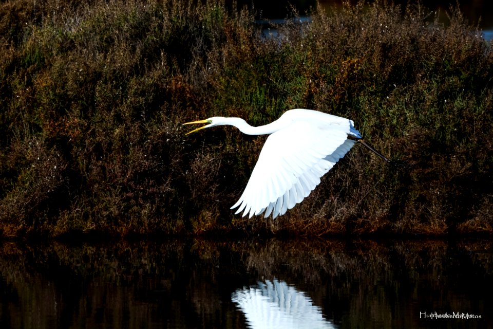 Garça-branca-grande (Egretta alba)