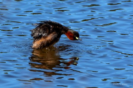 Mergulhão-pequeno (Tachybaptus ruficollis) photo