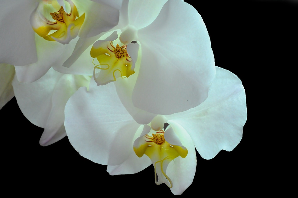 White heart flora