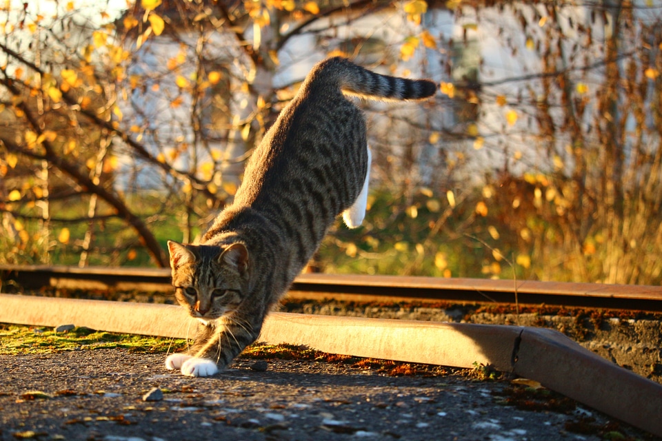 Evening light kitten fall color