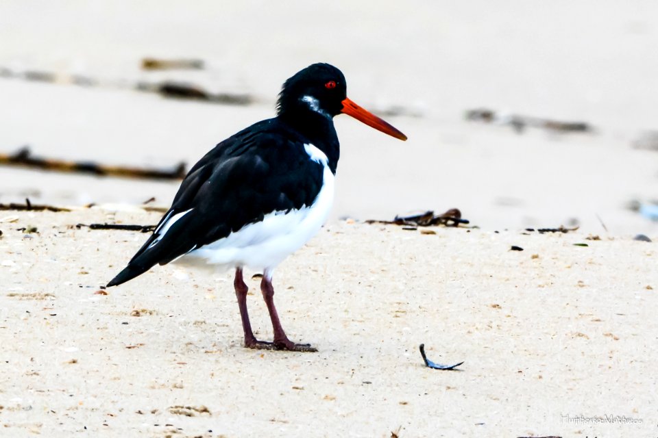 Ostraceiro (Haematopus ostralegus)