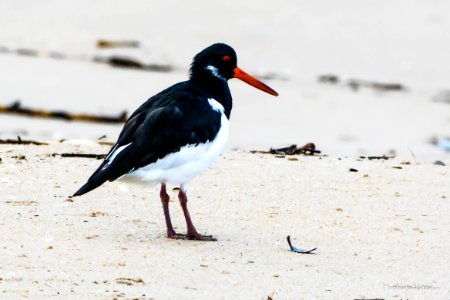 Ostraceiro (Haematopus ostralegus)