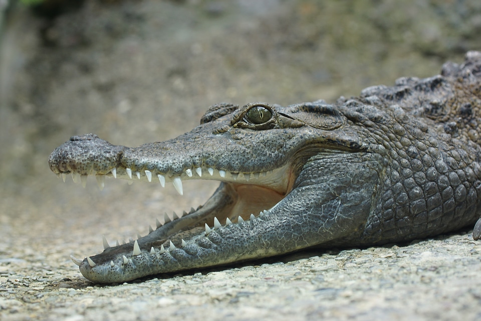 Crocodile tooth lizard