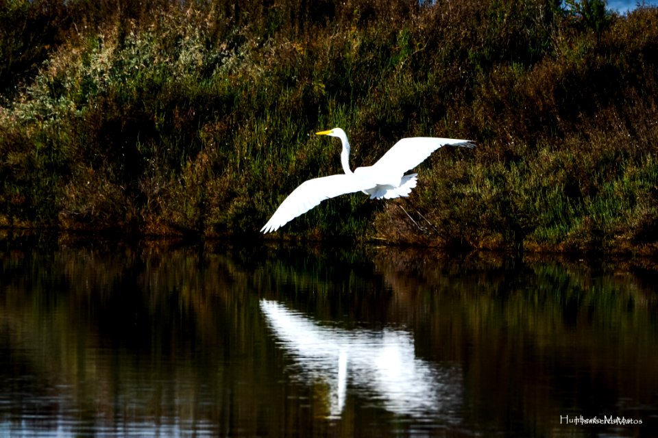 Garça-branca-grande (Egretta alba)