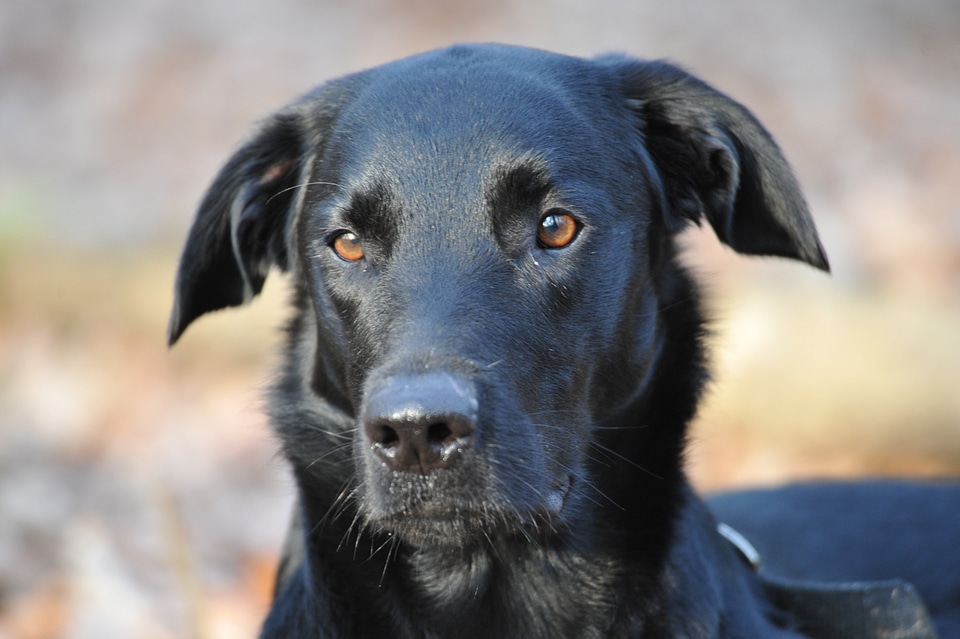 Concentration animal dog