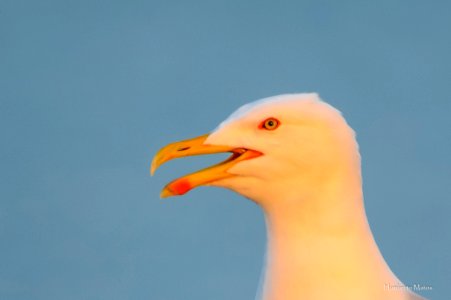 Gaivota-de-patas-amarelas ou argentea  (Larus michahellis)