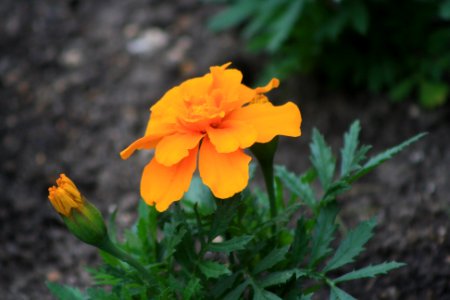 Explosion orange