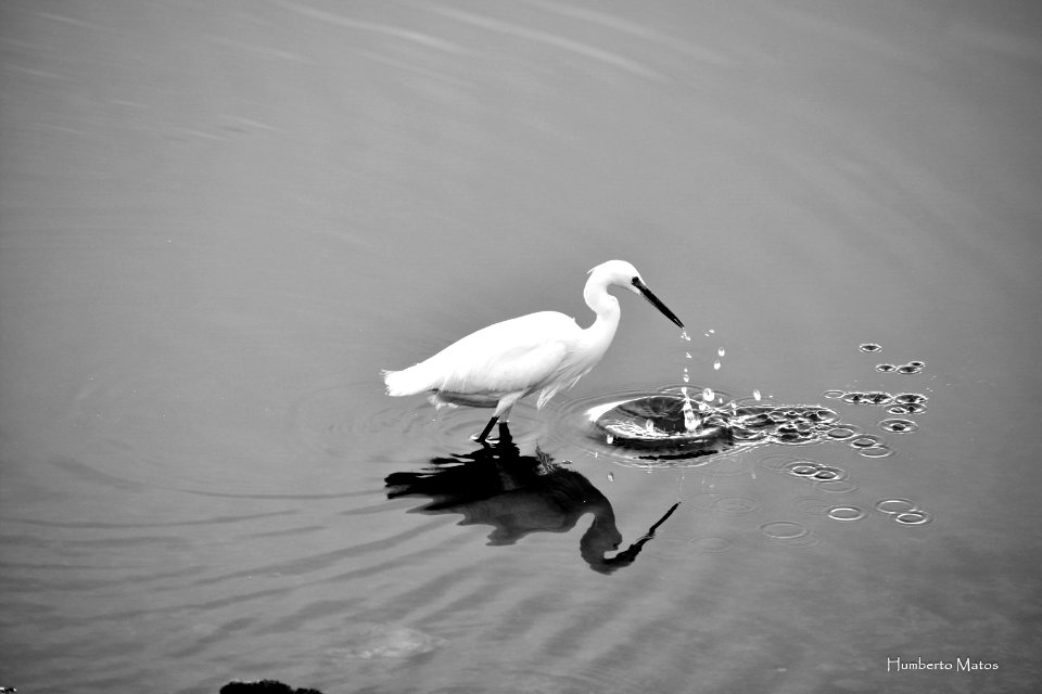 Garça-branca-pequena (Egretta garzetta)