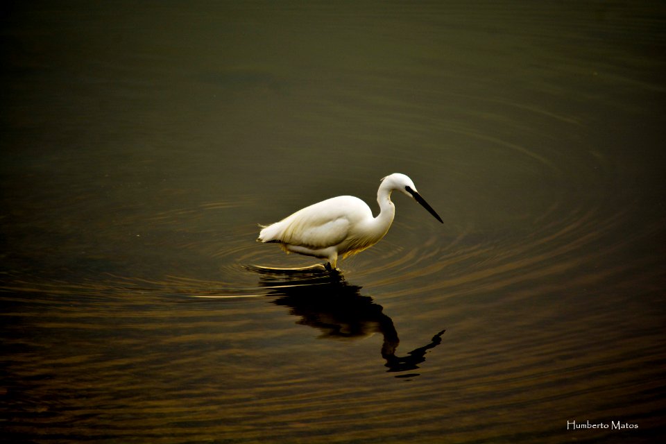Garça-branca-pequena (Egretta garzetta)