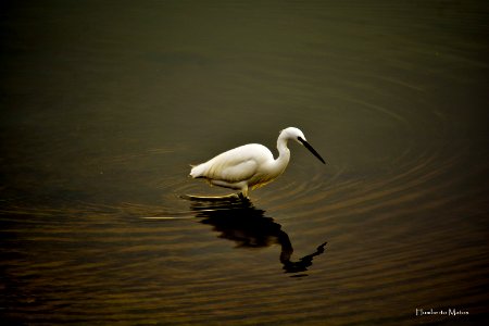 Garça-branca-pequena (Egretta garzetta)