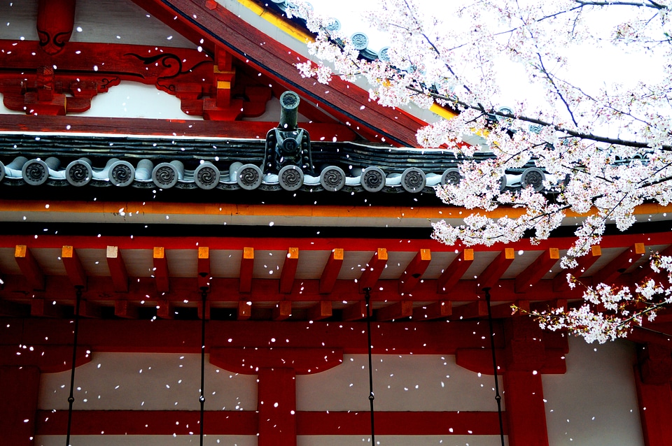 Sakura asia wallpaper