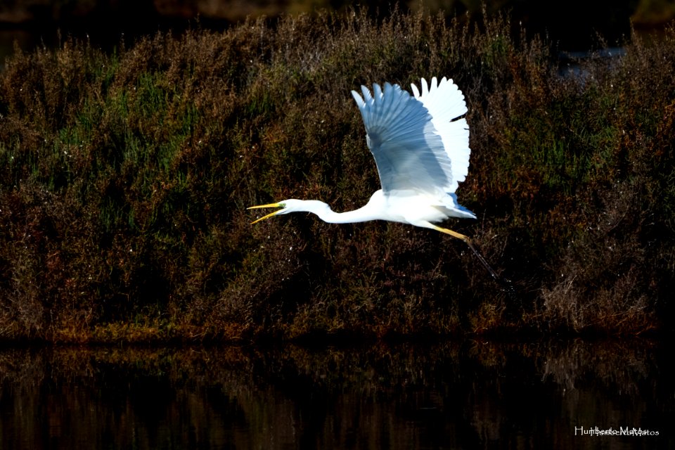 Garça-branca-grande (Egretta alba)