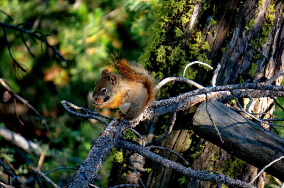 Squirrel