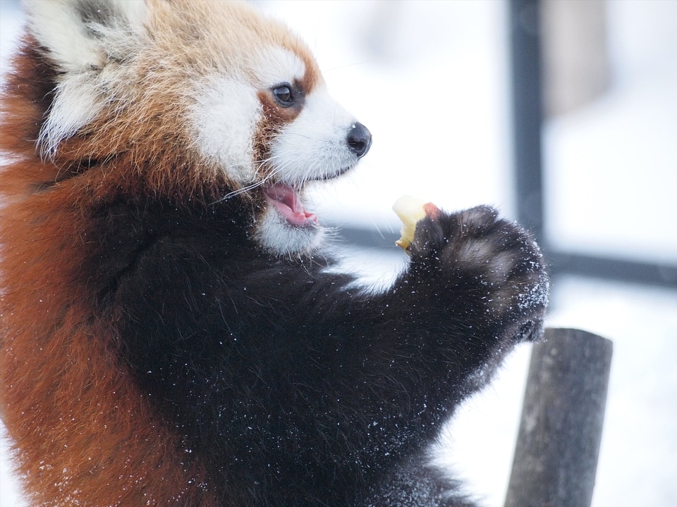 Cute cute animals eat