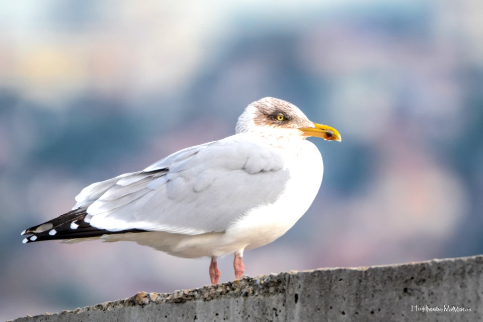 Gaivota-prateada (Larus argentatus)