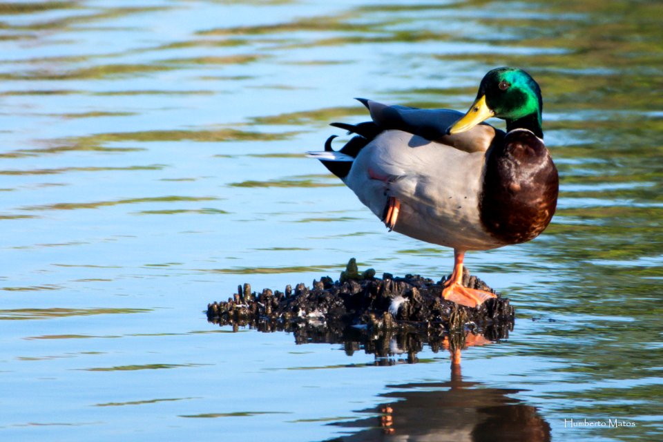 Pato-real Anas platyrhynchos
