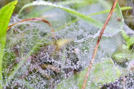 Gotas de Rocio en una tela de Araña