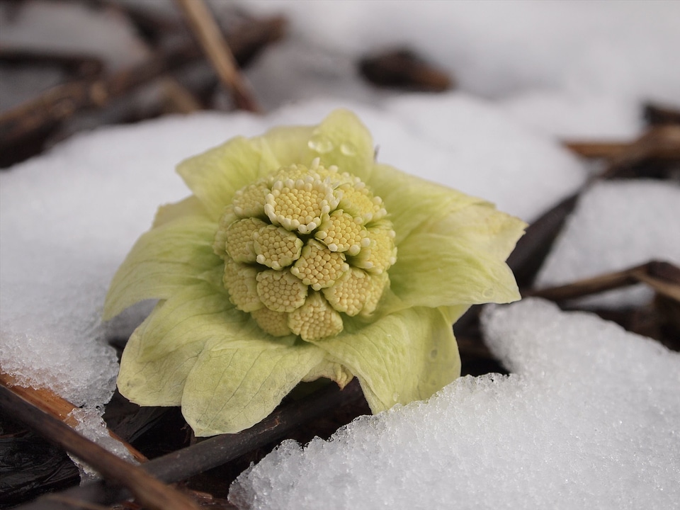 Plant snow flower
