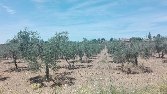 Olivar en Valencina de la Concepción, Sevilla