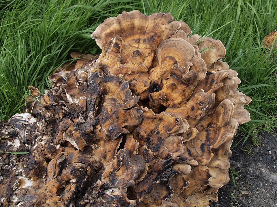 Fruiting bodies spores flying nature