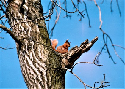Red squirrel, Birkett hill Kirkby-Stephen photo