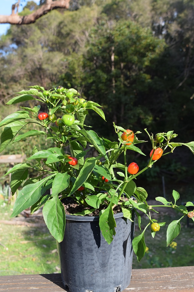 Pepper vegetable healthy