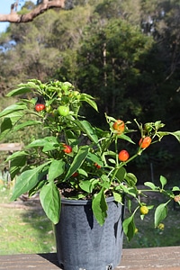 Pepper vegetable healthy