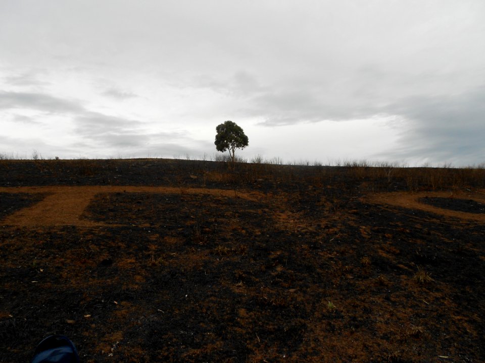 Brown Hill is black - The Lonely Tree