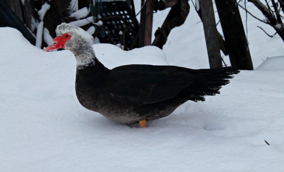 Muscovy duck, Male. (Sepia/Bronze White head/Canizie)