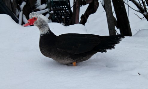 Muscovy duck, Male. (Sepia/Bronze White head/Canizie) photo