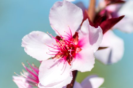 Flor del Durazno 2