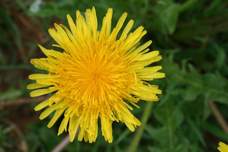 May yellow a yellow flower