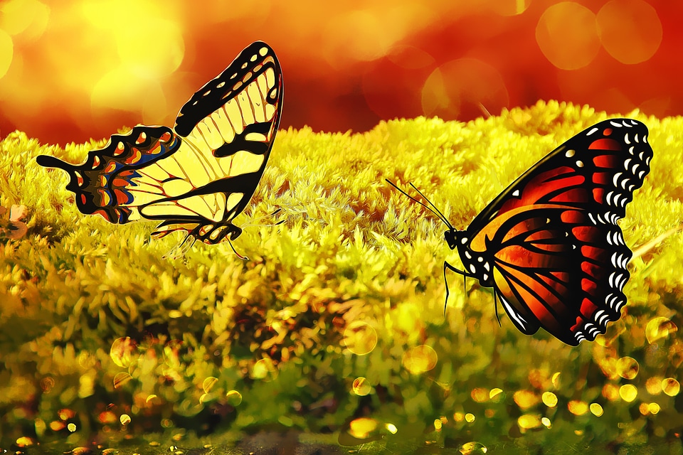 Butterfly bokeh glitter