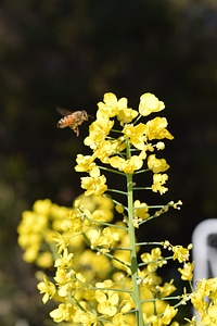 Nature yellow flowers sun