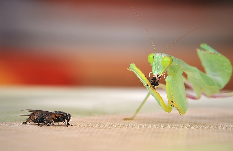 Praying mantis sphodromantis lineola fishing locust