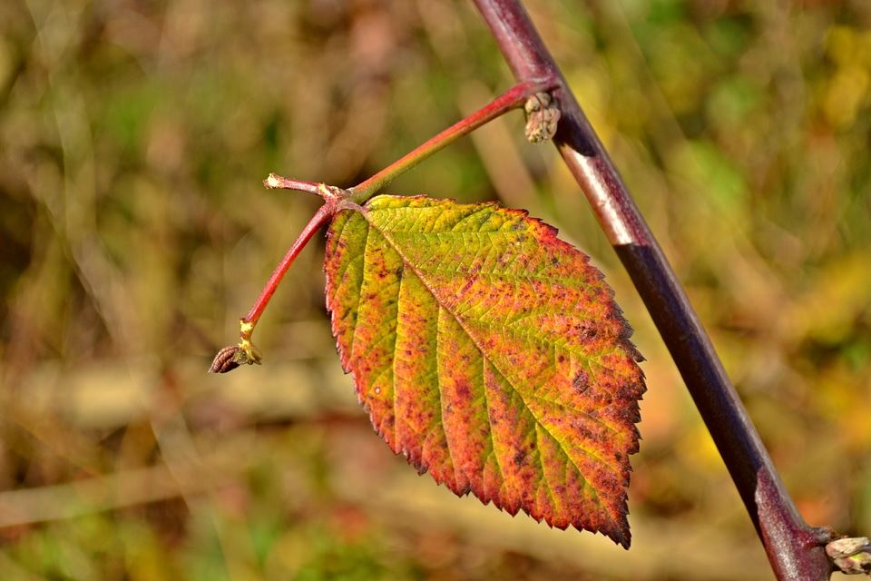 Fall colors colorful garden