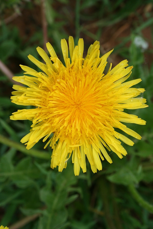 May yellow a yellow flower